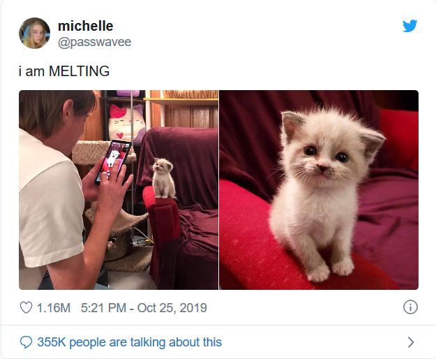Heartwarming Tweets About Cats That Prove How Ridiculous They Are
