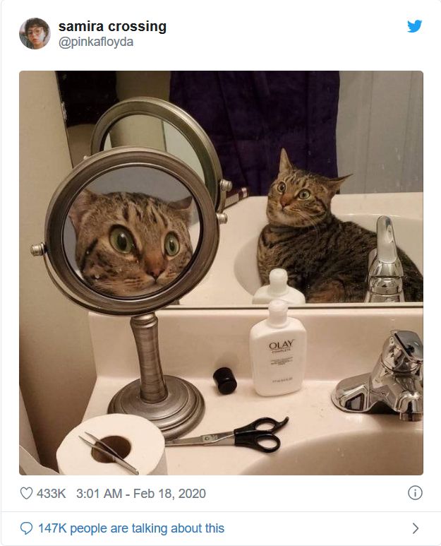 Heartwarming Tweets About Cats That Prove How Ridiculous They Are