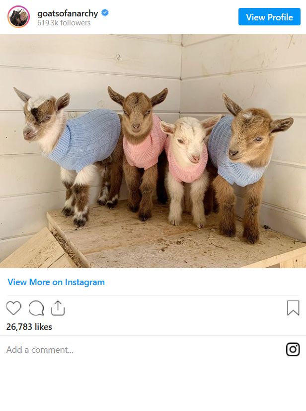 You Should Follow These Animals on Instagram Right Now