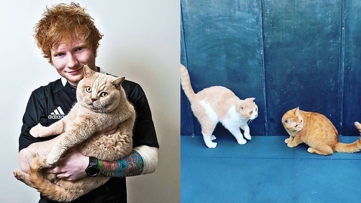 Celebrities Who Love Cats More Than Humans