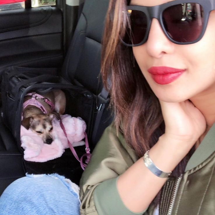 Five Dogs That Celebrities Have Taken On Vacations