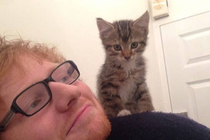 These Cats Have Gone On Vacation With Their Celebrity Owners